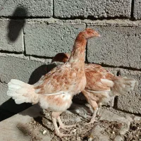 سه عدد نیمچه محلی