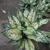 آگلونما سفید برفی