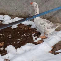 غاز نر|حیوانات مزرعه|نیشابور, میدون بار|دیوار