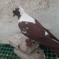 ککیلی|پرنده|اردبیل, |دیوار