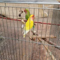 طوطی کوتوله برزیلی روی جوجه|پرنده|سیرجان, |دیوار