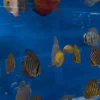 حراج دیسکس،دیسکس ارزان|ماهی|مشهد, فاطمیه|دیوار