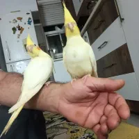 عروس هلندی|پرنده|هشتگرد, شهرک وحدت|دیوار