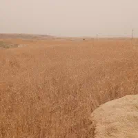 فروش ۲۵  انبار کاه با کمباین کاه کوب