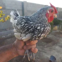 خروس سبرایت|حیوانات مزرعه|اصفهان, شاهد|دیوار