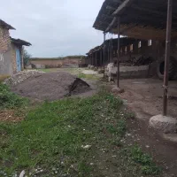 فروش-دامداری