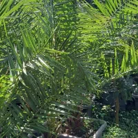 گل نخل فونیکس، سیکاس،یوکا،باباادم،پاپیتال