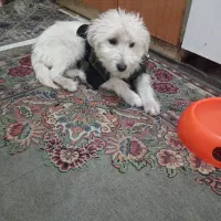 سلام سگ شیتز فلت وتوله معاوضه میکنم با پرنده|سگ|مشهد, رسالت|دیوار