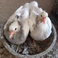 یک جفت کبوتر با جوجه هاشون|پرنده|چابهار, |دیوار