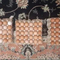 تخم نطفه‌دار لوهمن و بلک‌استار درجه یک