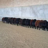 ۴راس میش آبستن افشاری پرشده ازقوچ های هترو