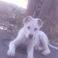 گمشده