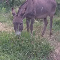 خر نر گله