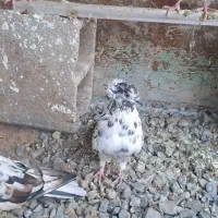 کفتره جفت قاره جوان و ذات دار|پرنده|یزد, |دیوار