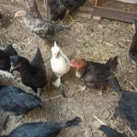 مرغ سلطان تخمگذار
