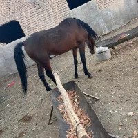 اسب نریون عرب|حیوانات مزرعه|پیشوا, |دیوار