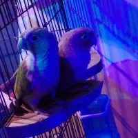 طوطی گرینچیک|پرنده|اصفهان, خانه اصفهان|دیوار