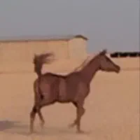 فروش کره عرب مصری ۲ سال