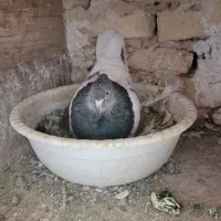 یک جفت کله سبز|پرنده|تربت‌حیدریه, حسنی بالا|دیوار