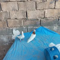 کبوتر طوقی