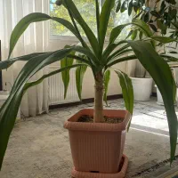 گل آپارتمانی زیبا