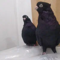 کبوتر صرب اصل|پرنده|صدرا-فارس, فاز ۱|دیوار