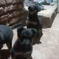 توله دو ماه ژرمن|سگ|زرند, |دیوار