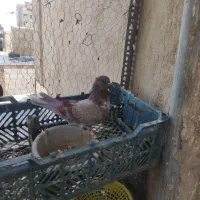 کبوترماده غریب از بلندی|پرنده|کرج, حصارک پایین|دیوار