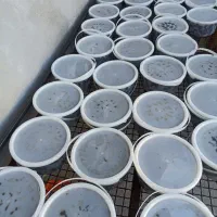 بهترین کیفیت خرمای جنوب