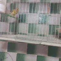 مادهابلقزیتونیرسمی|پرنده|بروجرد, |دیوار