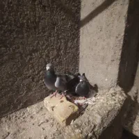 جفت پولکی|پرنده|چناران, |دیوار