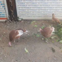 بوقلمون ماده