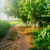 باغ تازه پسته