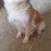 سگ ماده پاکوتاه