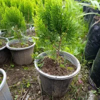 کامیس زعفرانی سطل ۳.۵