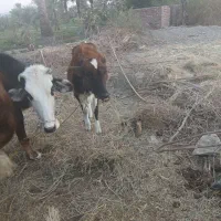 گوساله ماده فروشی|حیوانات مزرعه|جیرفت, |دیوار