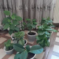 کتاب( گل ختمی ،فیکوس)