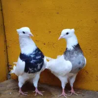 کبوتر طوقی الماسی ناب