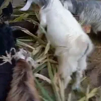 ۴تا کهره چپش برای برزی وبرای کشت چاق