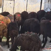 ۲۹ راس بره نر