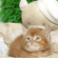 جمعه سیاه پیشی