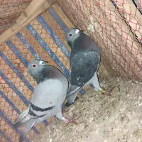 کبوتر مسافتی|پرنده|مشهد, کوی دروی|دیوار