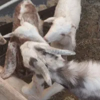 فروش کهره های داشتی|حیوانات مزرعه|فراشبند, |دیوار