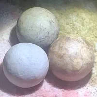 سنگ فلورانس یا شب چراغ|جواهرات|اهواز, اهواز|دیوار