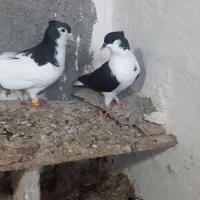 سلام حیونها همه سالم