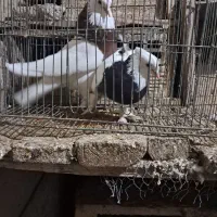 دو عدد طوقی نر و ماده پاک بدون عیب|پرنده|شهرضا, |دیوار