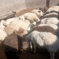 فروش بره نر|حیوانات مزرعه|بردسیر, |دیوار