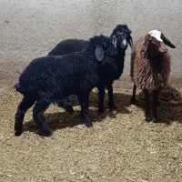 ۳ راس بره سبک