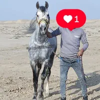 نریون سن 4به5