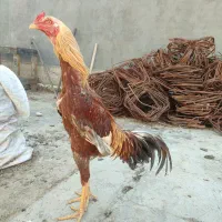 مرغ خروس لاری